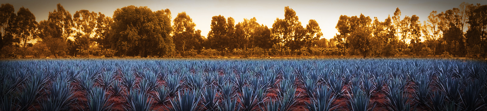 agave-field